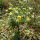 Blešník obecný - Pulicaria vulgaris - semena - 50 ks