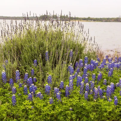 Lupina úzkolistá modrá - Lupinus angustifolia - semena - 20 ks