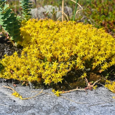 Rozchodník prudký - Sedum acre - semena - 100 ks