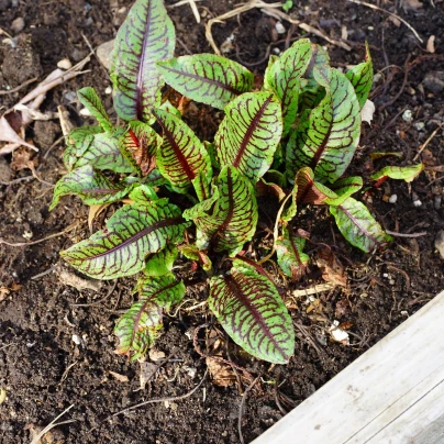 Šťovík krvavý - Rumex sanguineus - semena - 20 ks