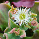 Kosmatec krystalový - Mesembryanthemum crystallinum - semena - 300 ks
