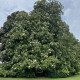 Magnólie velkokvětá - Magnolia grandiflora - semena - 5 ks