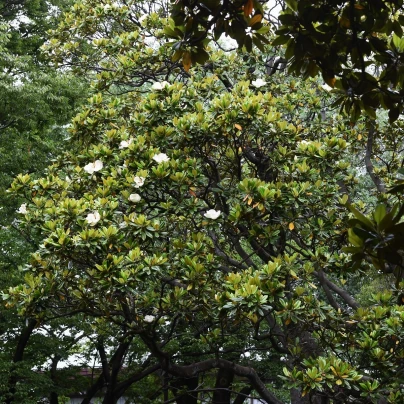 Magnólie velkokvětá - Magnolia grandiflora - semena - 5 ks