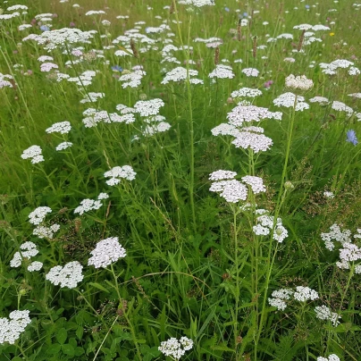 Řebříček obecný bílý - Achillea millefolium - semena - 500 ks