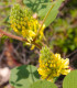 Stříbrocist Batandierův - Pineapple broom - Argyrocytisus battandieri - semena - 6 ks