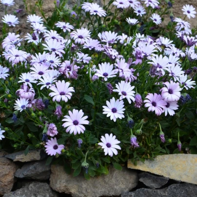 Paprskovka White - Osteospermum ecklonis - semena - 6 ks