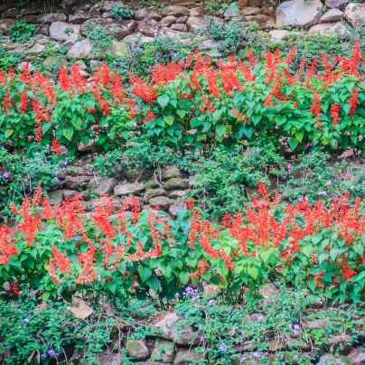 Šalvěj zářivá Blaze of Fire - Salvia splendens - semena - 15 ks