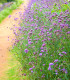 Sporýš argentinský - Verbena bonariensis - semena - 0,06 g