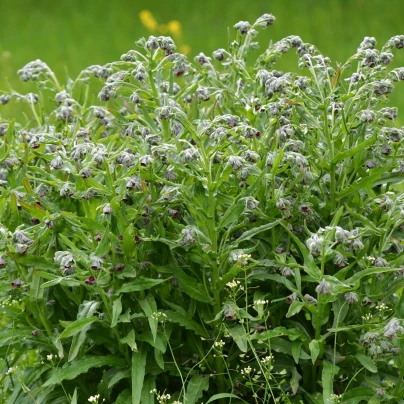 Užanka lékařská - Cynoglossum officinale - semena - 10 ks