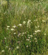 Semena pilátu – Pilát lékařský – Anchusa officinalis