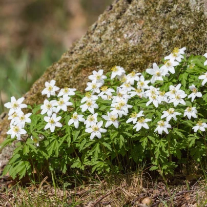 Sasanka hajní - Anemone nemorosa - semena - 10 ks