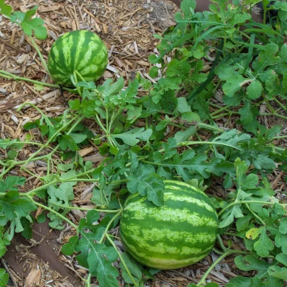 Meloun vodní Crimson Sweet - Citrullus lanatus Matsum et Nakaisemena - semena - 6 ks