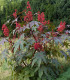 Skočec obecný zanzibarensis - Ricinus communis - semena - 3 ks