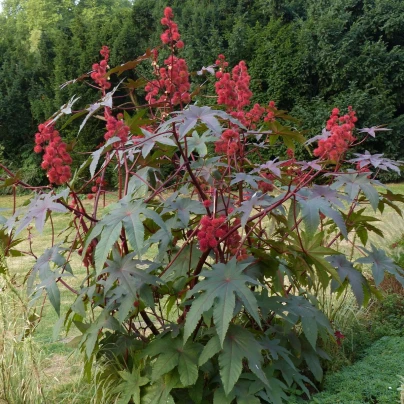 Skočec obecný zanzibarensis - Ricinus communis - semena - 3 ks