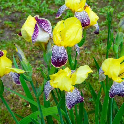 Kosatec německý Nibelungen - Iris germanica - hlízy - 1 ks