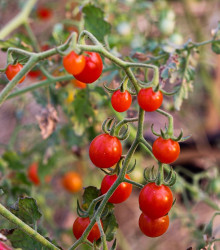 Divoké rajče rybízové Sweet Pea - Solanum pimpinellifolium - semena - 6 ks