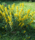 Vrbina obecná - Lysimachia vulgaris - semena - 200 ks