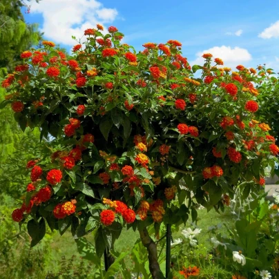 Lantana měňavá - Lantana camara - semena - 10 ks