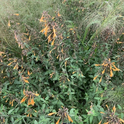 Agastache Apricot - Agastache aurantiaca - semena - 20 ks