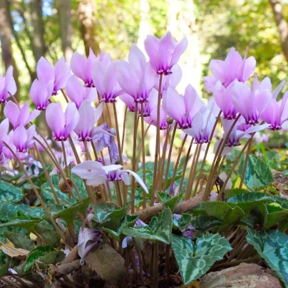 Brambořík břečťanolistý - Cyclamen Hederifolium - cibuloviny - 1 ks