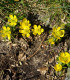 Talovín - Eranthis cilicica - cibuloviny - 3 ks