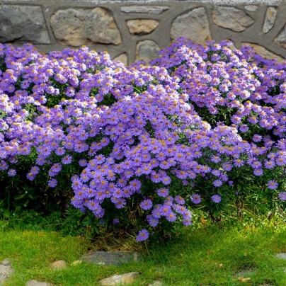 Hvězdnice chlumní - Aster amellus - semena - 70 ks