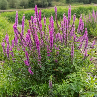 Kyprej vrbovitý - Lythrum salicaria - semena - 150 ks