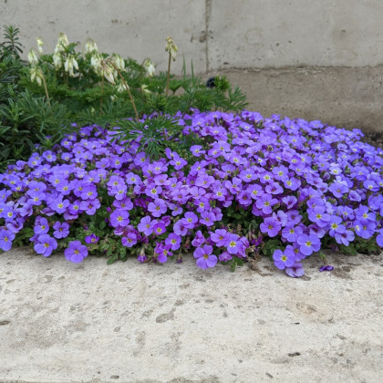 Tařička zahradní fialová - Aubrieta hybrida - semena - 200 ks