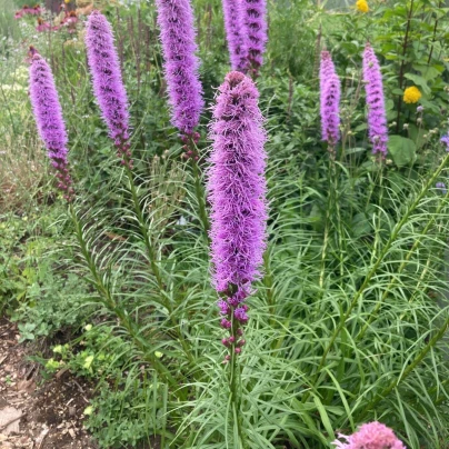 Šuškarda klasnatá Floristan Violet - Liatris spicata - semena - 20 ks