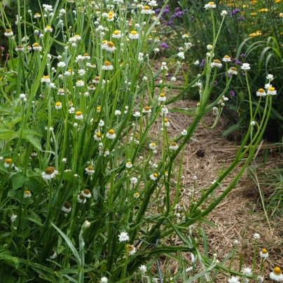 Slaměnka křídlatá - Ammobium alatum grandiflorum - semena - 100 ks