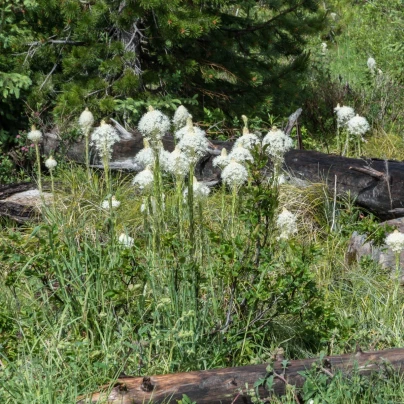 Medvědí tráva - Xerophyllum tenax - semena - 15 ks