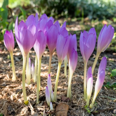 Ocún podzimní - Colchicum autumnale - cibuloviny - 1 ks