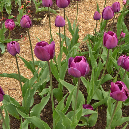 Tulipán Negrita - Tulipa - cibuloviny - 3 ks