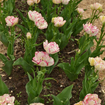 Tulipán Belicia - Tulipa - cibuloviny - 3 ks