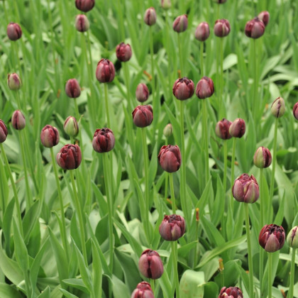 Tulipán Black Hero - Tulipa - cibuloviny - 3 ks