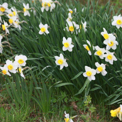 Narcis poeticus recurvus Pheasant eye - Narcissus - cibuloviny - 3 ks