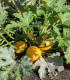 Tykev Summer Ball F1 - Cucurbita pepo - semena - 4 ks