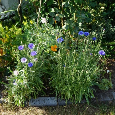 Chrpa modrá - Centaurea cyanus - semena - 30 ks