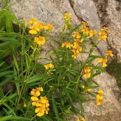 Aksamitník mexický - Tagetes lucida - semena - 0,2 g