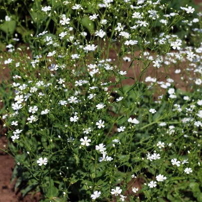 Šáter bílý elegantní - Gypsophila elegans - semena - 200 ks