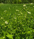 BIO Kerblík - Anthriscus cerefolium - bio semena - 0,8 g