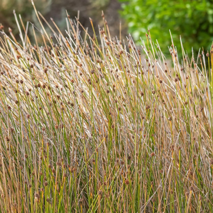 Ozdobná tráva - Ficinia nodosa - semena - 10 ks