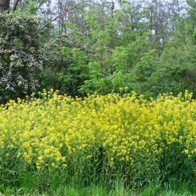 Rukevník východní - Bunias orientalis - semena - 6 ks