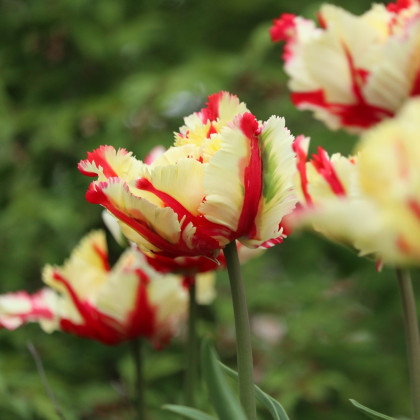 Tulipán Flaming Parrot - Tulipa - cibuloviny - 3 ks