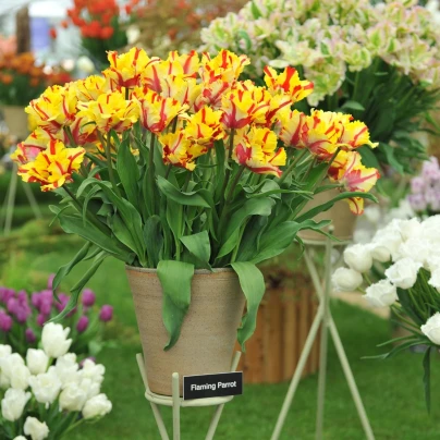 Tulipán Flaming Parrot - Tulipa - cibuloviny - 3 ks