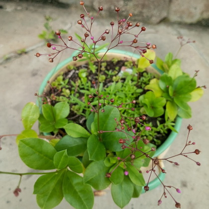 Ženšen korejský - Talinum paniculatum - semena - 15 ks