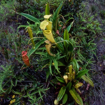 Láčkovka madagaskarská - Nepenthes madagascariensis - semena - 10 ks