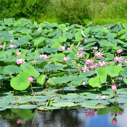 Lotos indický růžový - Nelumbo nucifera - semena - 2 ks