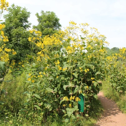 Mužák prorostlý - Silphium perfoliatum - semena - 8 ks