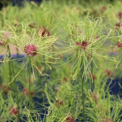 Česnek Hair vláskatý - Allium - cibuloviny - 3 ks